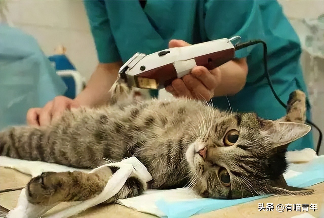 猫咪怎么看是女猫还是男猫,猫咪性别辨认