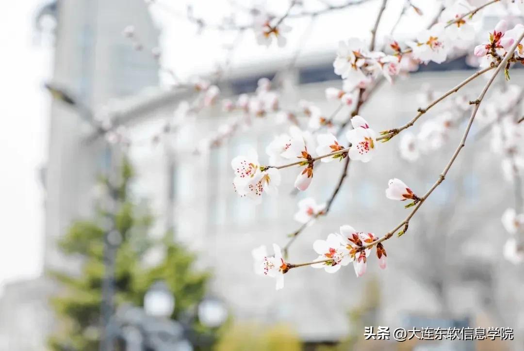 东软集团在中国排名几位,全国第一成绩