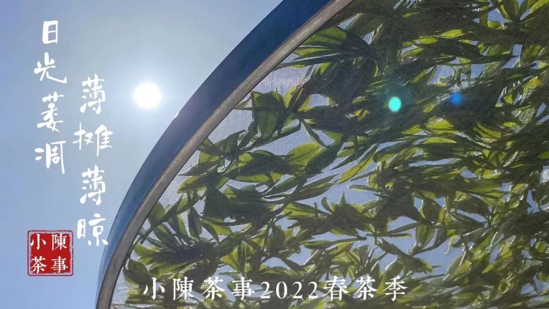 好的白茶茶汤的口感以什么为主,什么味道的白茶才是好白茶