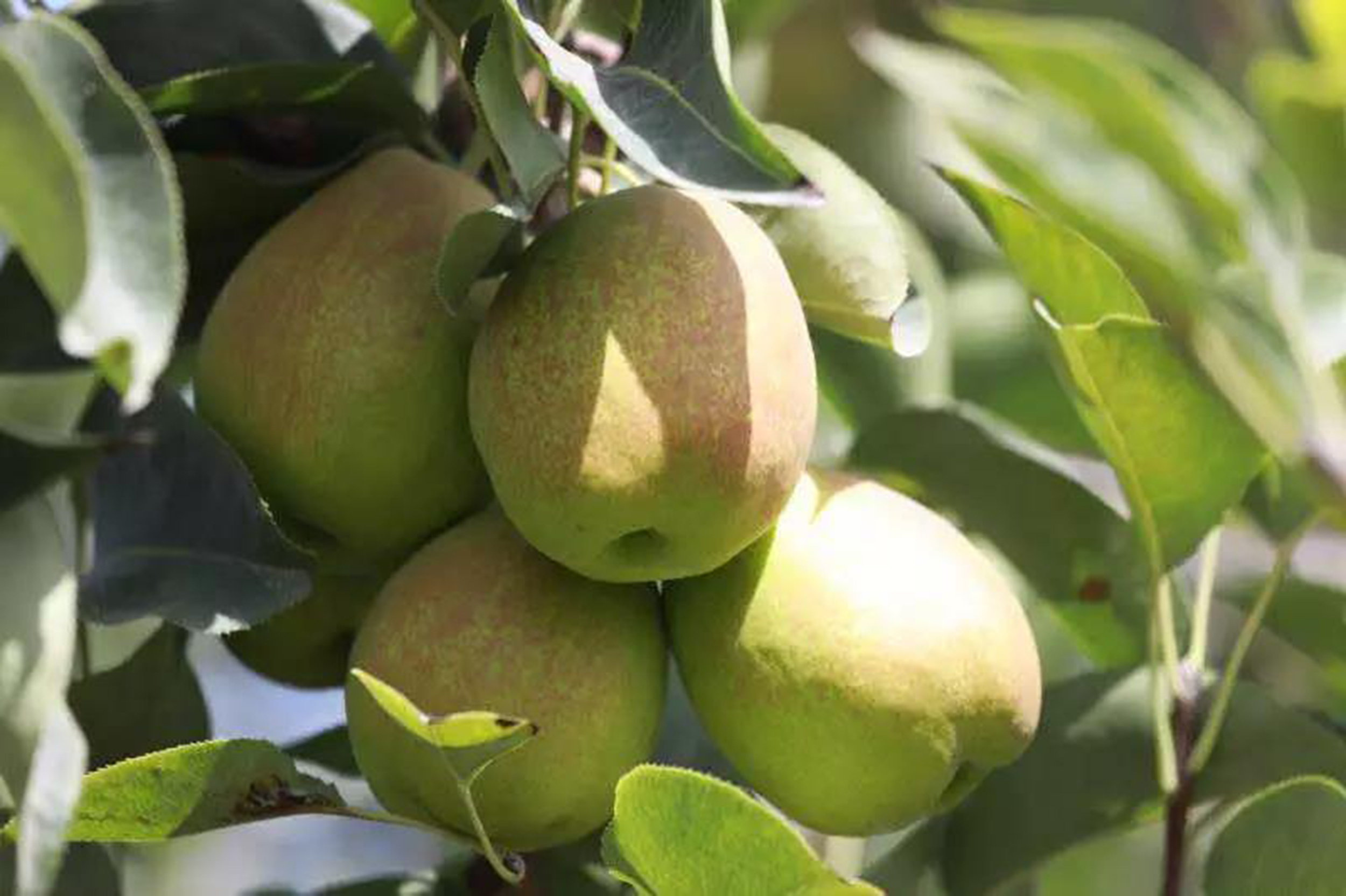 新疆水果中哪些水果最好吃最有名,两种新疆的特色水果