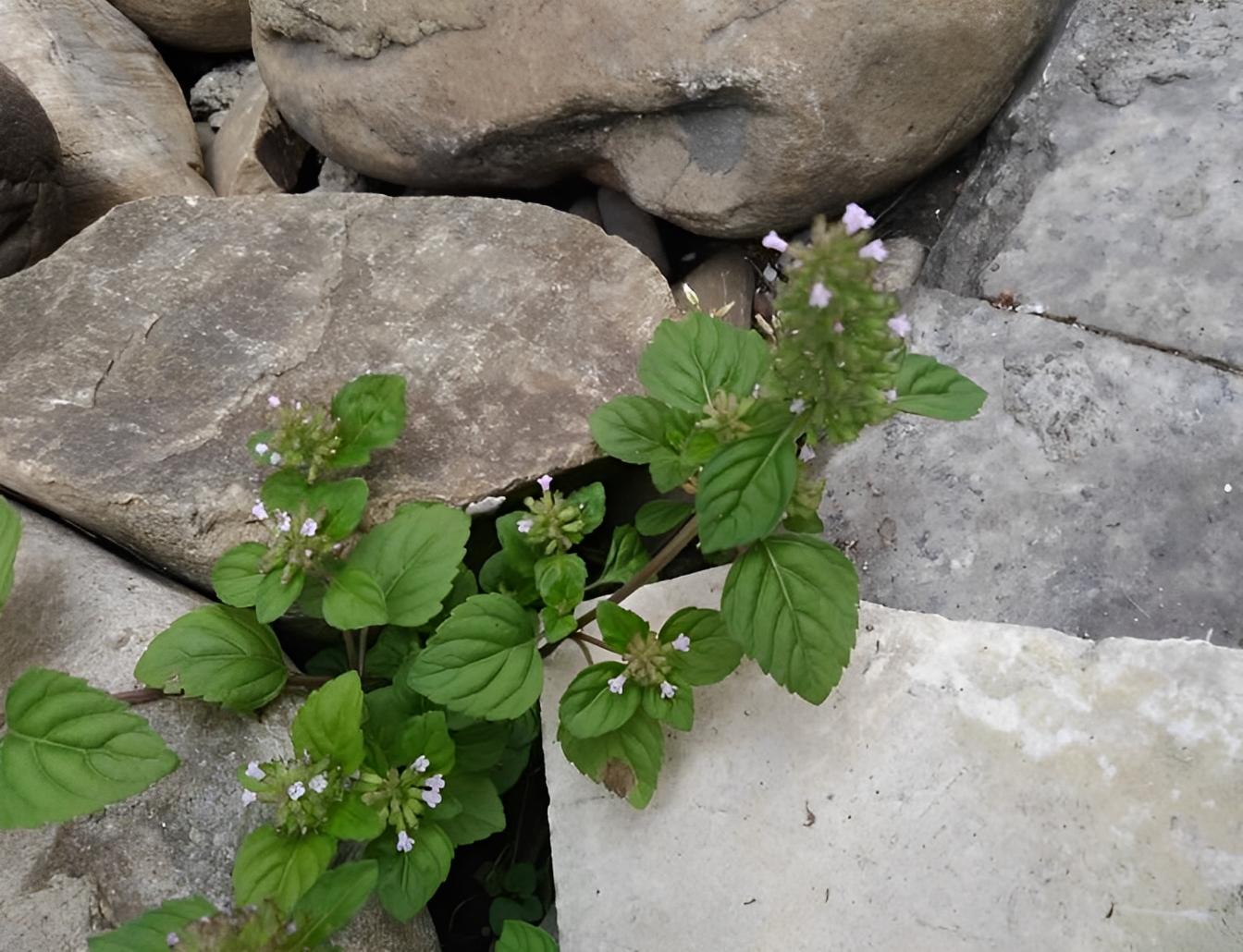 肾衰草功效,农村有一野草俗称肾草