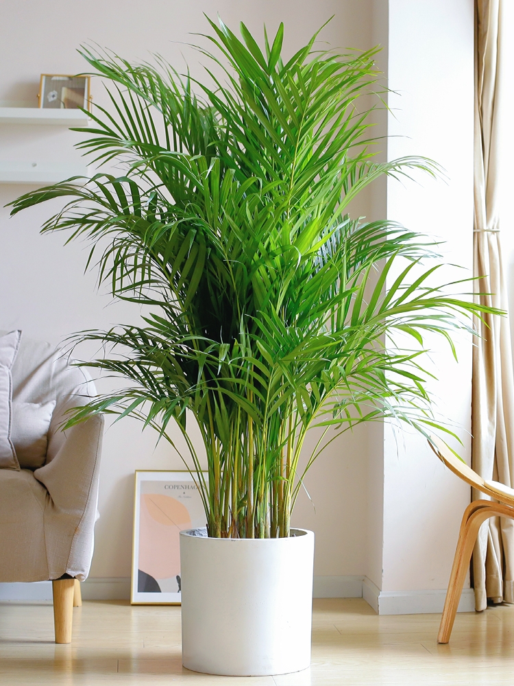 超级好养的大绿植排名前十,比较好养的大型绿植