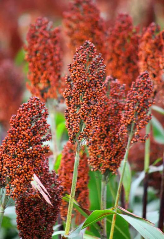 高粱种子图片大全,大片高粱成熟图片