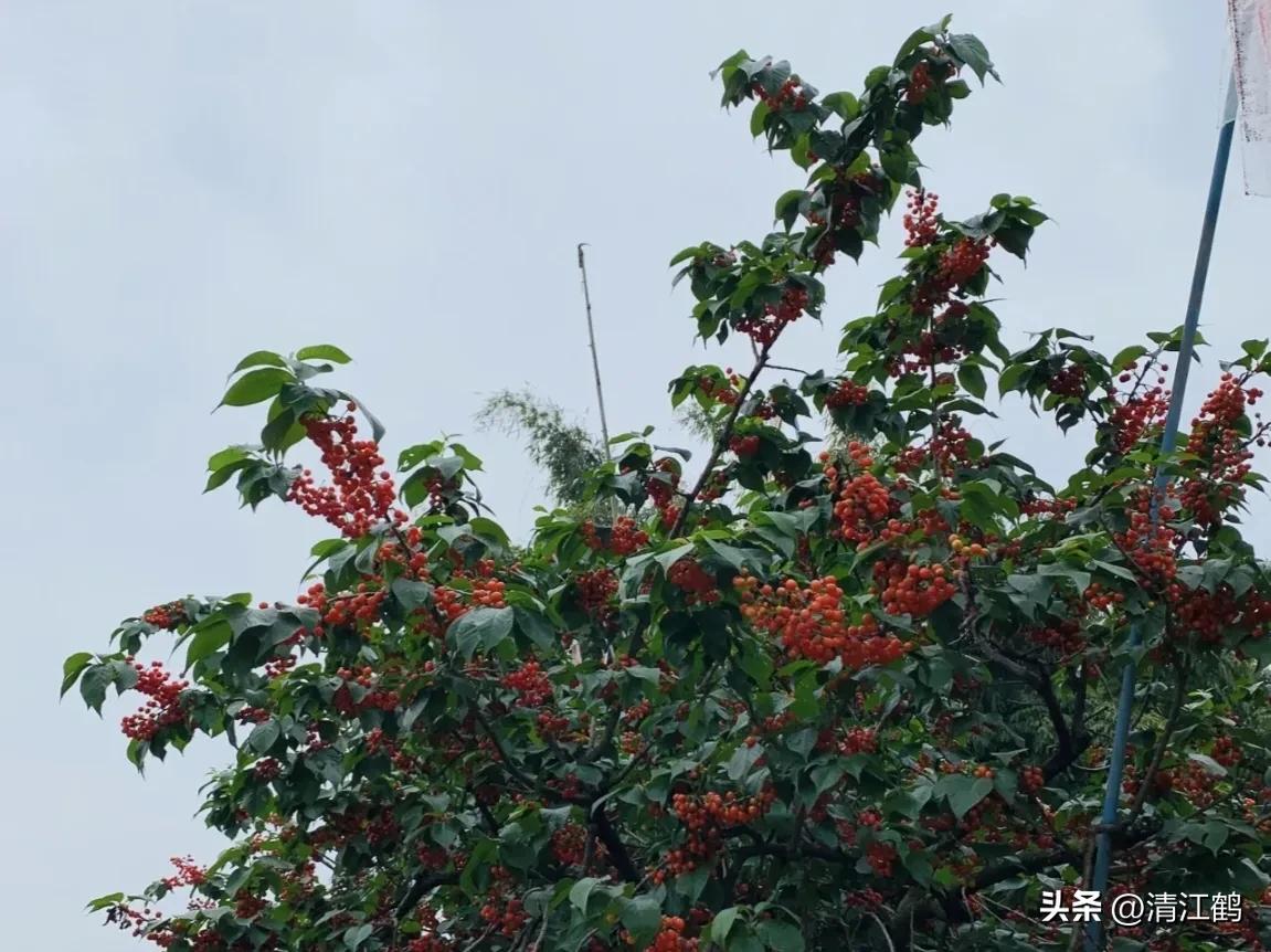 樱桃好吃树难栽完整故事,樱桃好吃树难栽家常版完整版