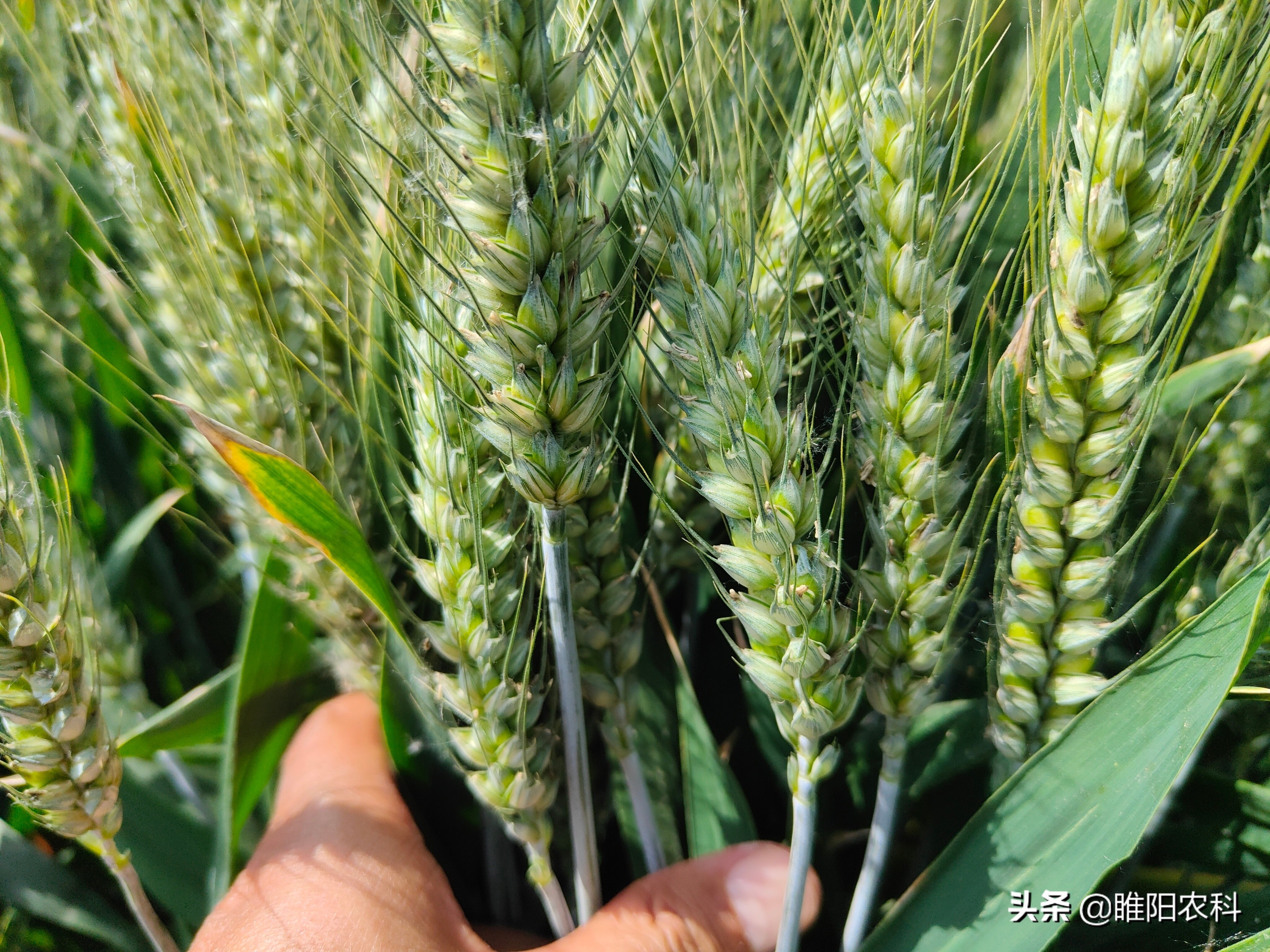 强筋小麦比普通小麦产量高吗,高产小麦和强筋小麦