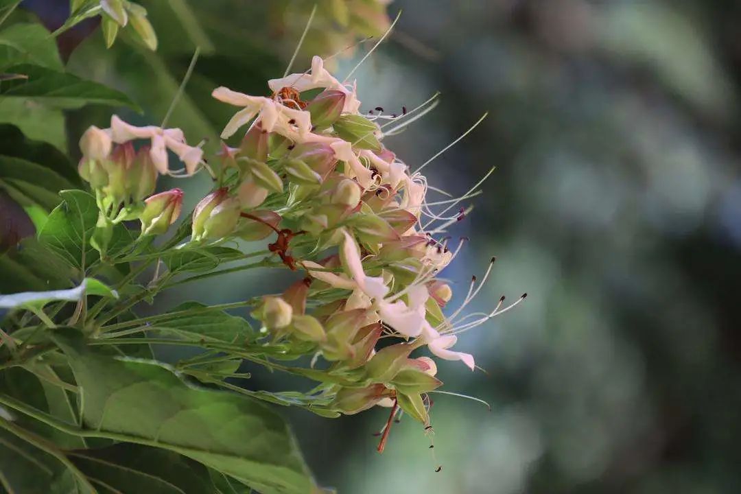 开花植物大全100种,实用分享30款小型开花树种介绍