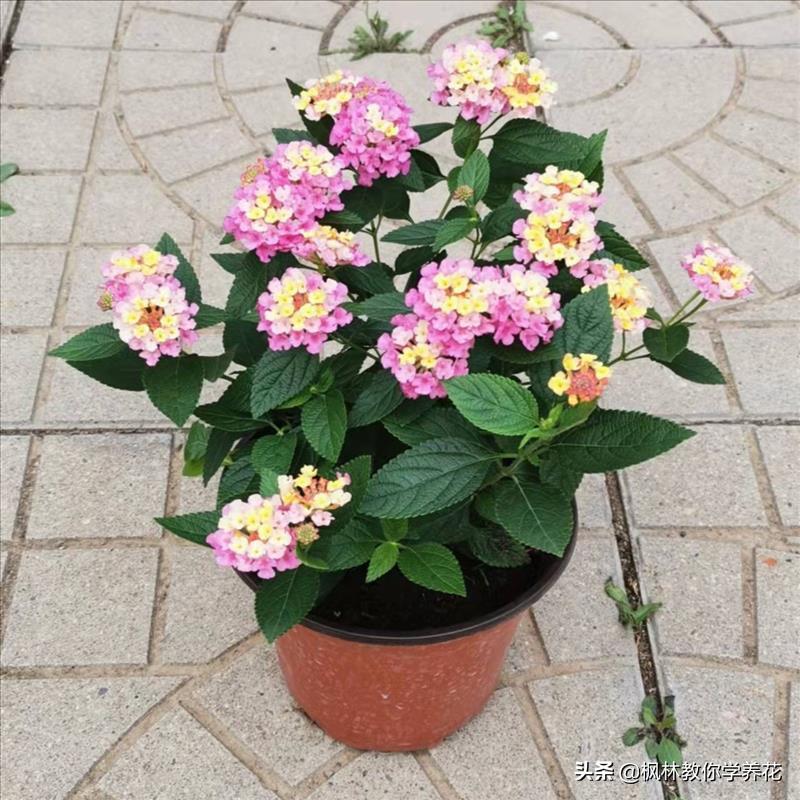 6种花夏天要遮阴养护,6种花适合新手养护轻松开爆盆