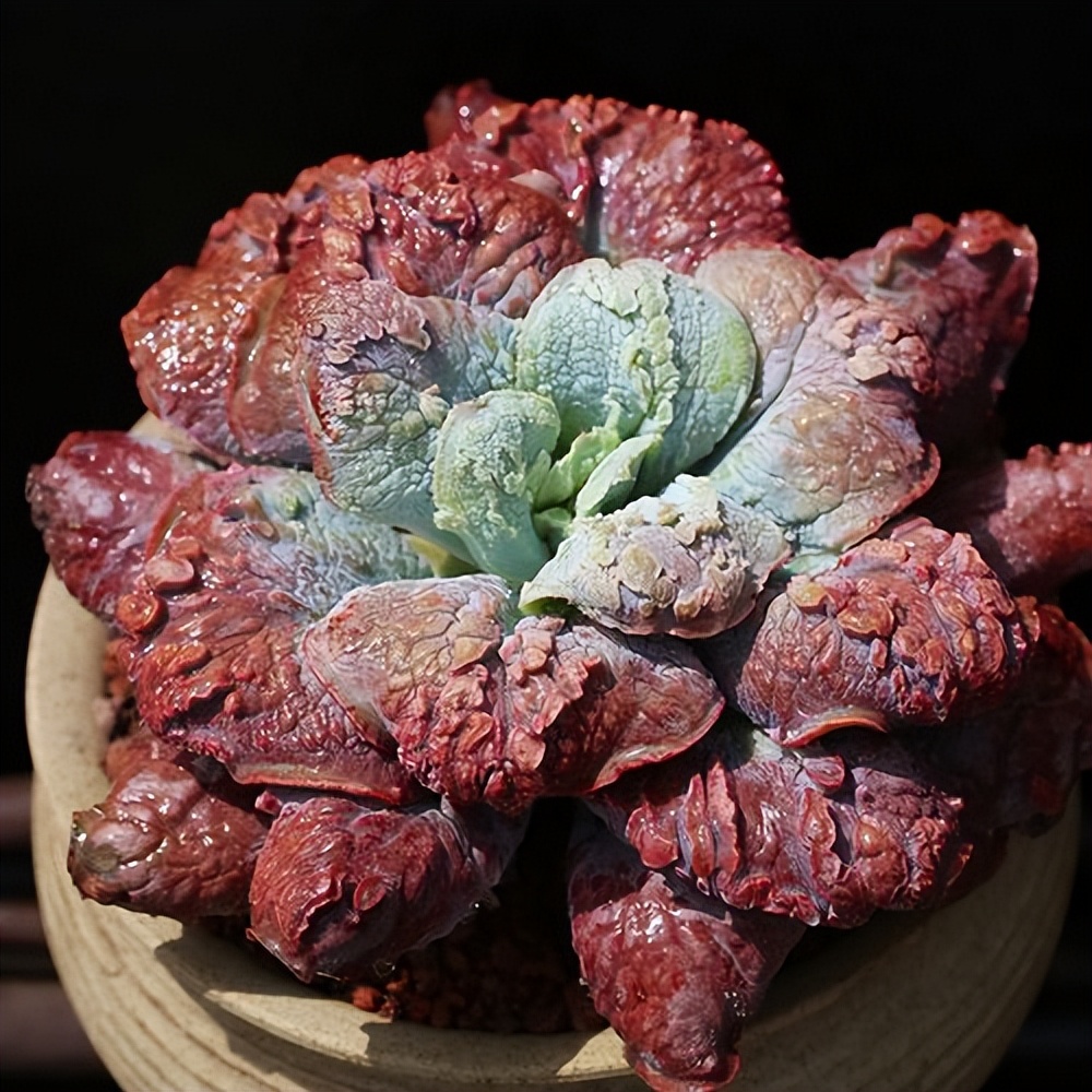 多肉专治强迫症,瘤子多肉植物