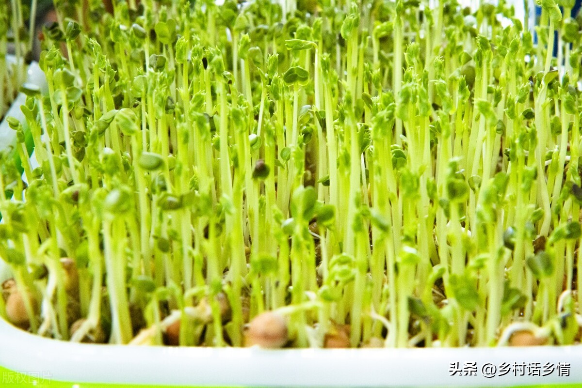 什么方法种韭黄好吃又简单,自制韭黄是怎么种出来的