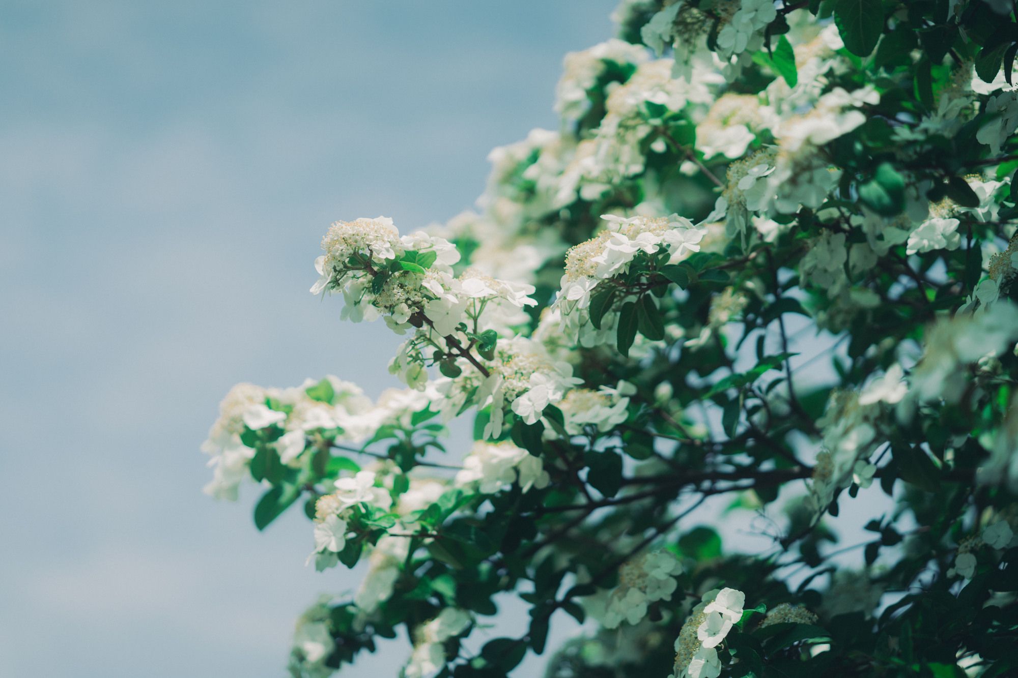 索尼85f1.8微单镜头详情,索尼微单35mmf1.4镜头推荐