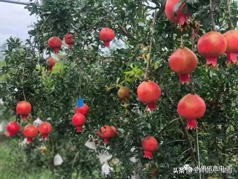 软籽石榴正确打开方式,你不知道的软籽石榴