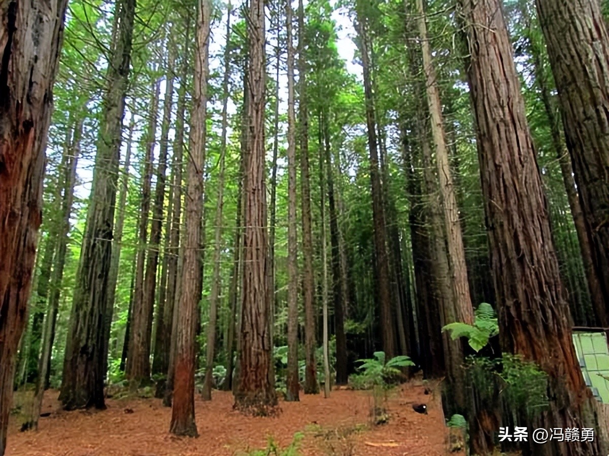 大洋洲旅游,新西兰罗托鲁瓦湖旅游攻略
