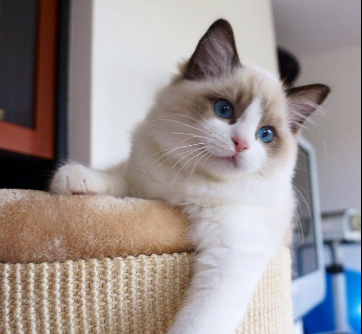 英短蓝白猫寿命一般多少年,这几种猫很乖巧适合家养