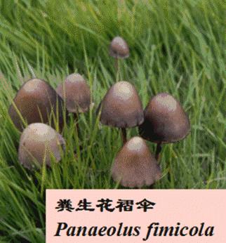 二阳增多了吗,二阳疫情严重吗