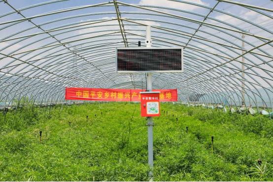 平安35周年司庆,平安36周年司庆