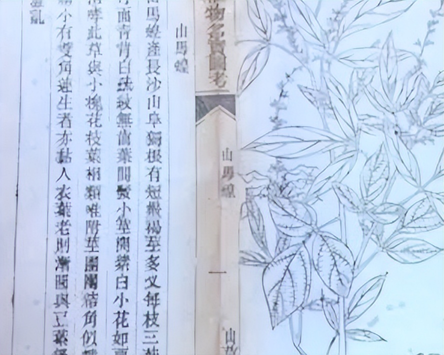 番荔枝要人工传粉吗,番荔枝来自哪里