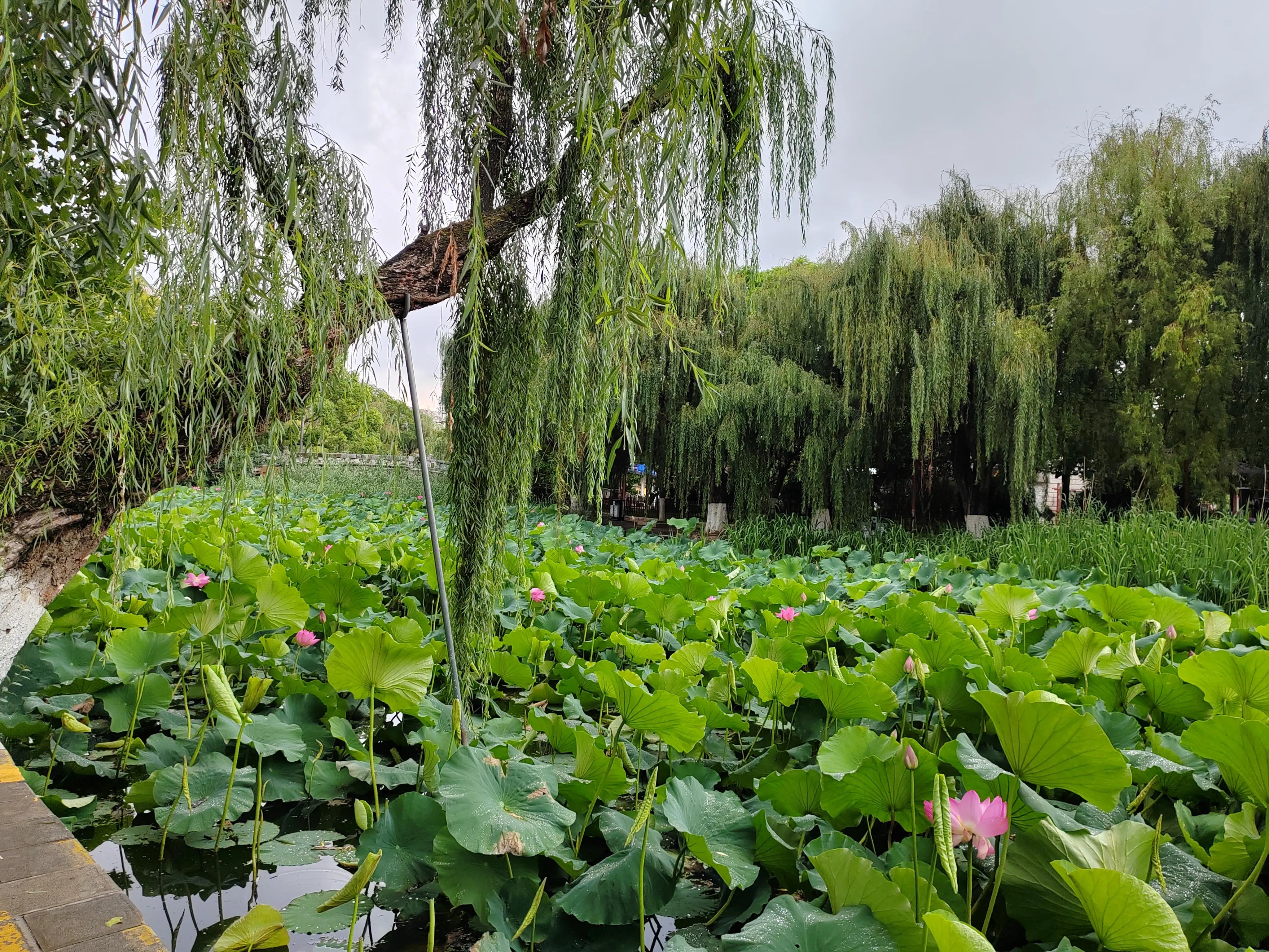 与春城昆明的再次邂逅，让这个盛夏有一抹清凉