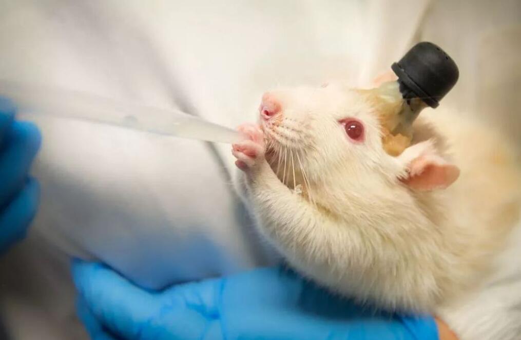 人兽真能杂交？日本批准“人兽杂交嵌合体试验”，福音还是灾难？