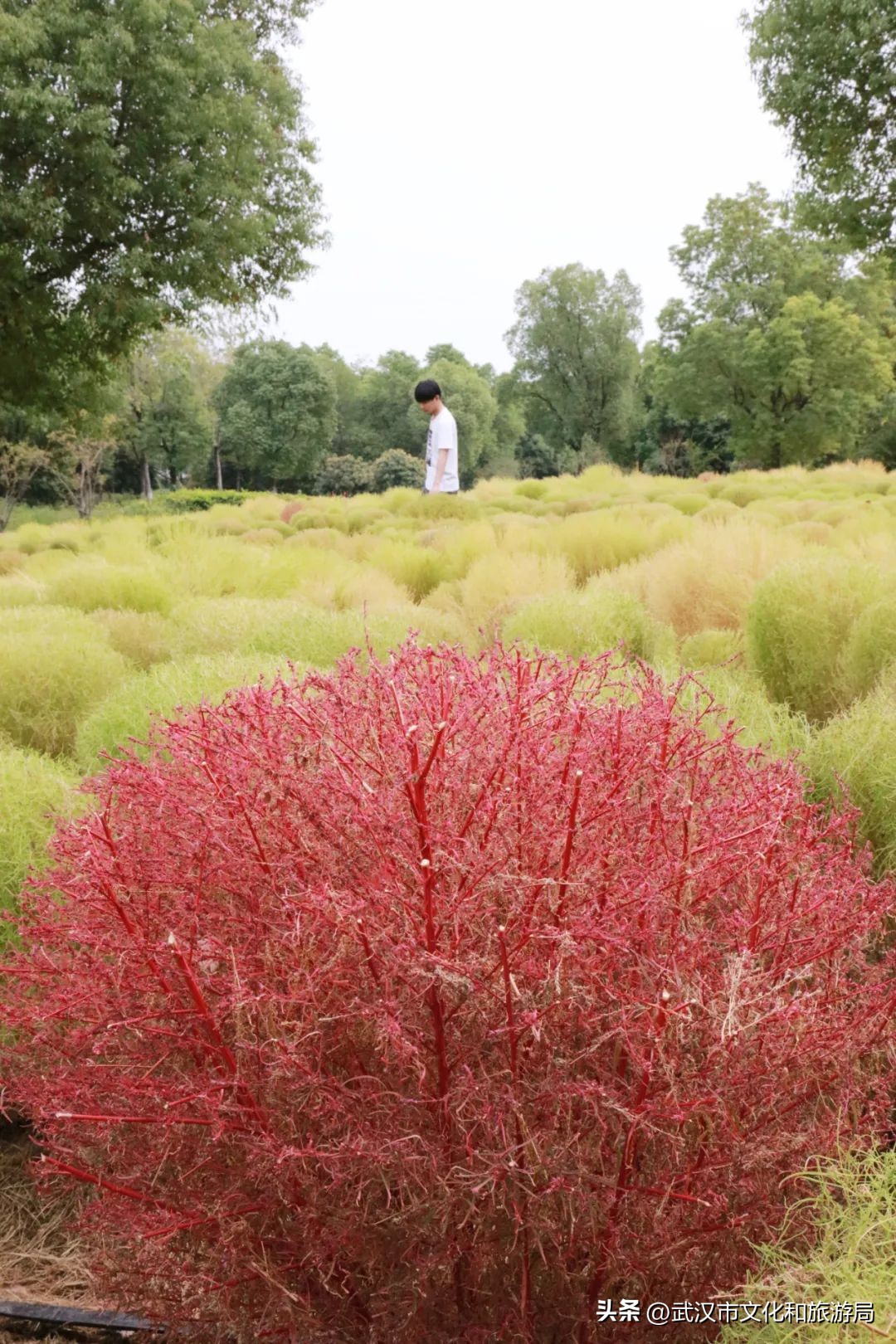 秋天的公园像一幅美丽的油画,园博园油画