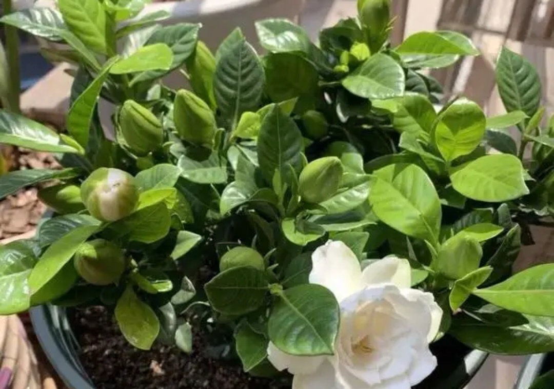 栀子花一点点黄叶正常吗,栀子花天热叶子萎蔫