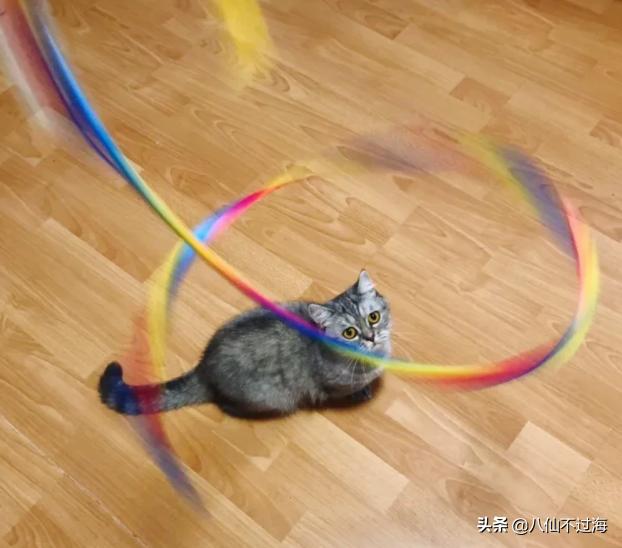 第一次养金毛不懂求赐教,新手养金渐层需要注意什么