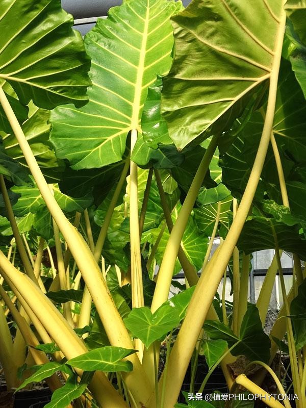 花境常绿植物推荐,室内大型开花植物推荐