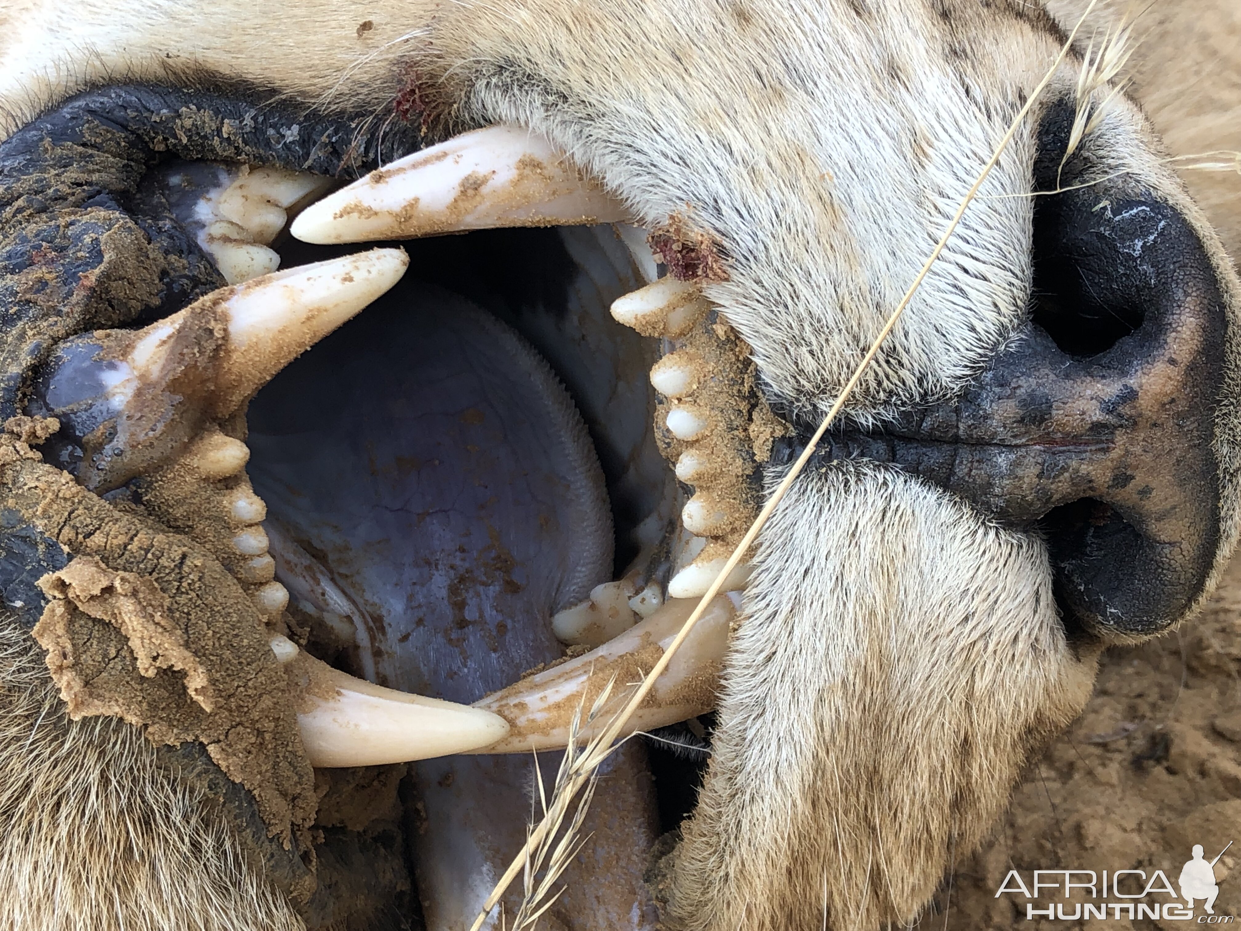 杜高犬挑战老虎遭秒杀,六只杜高犬vs美洲狮