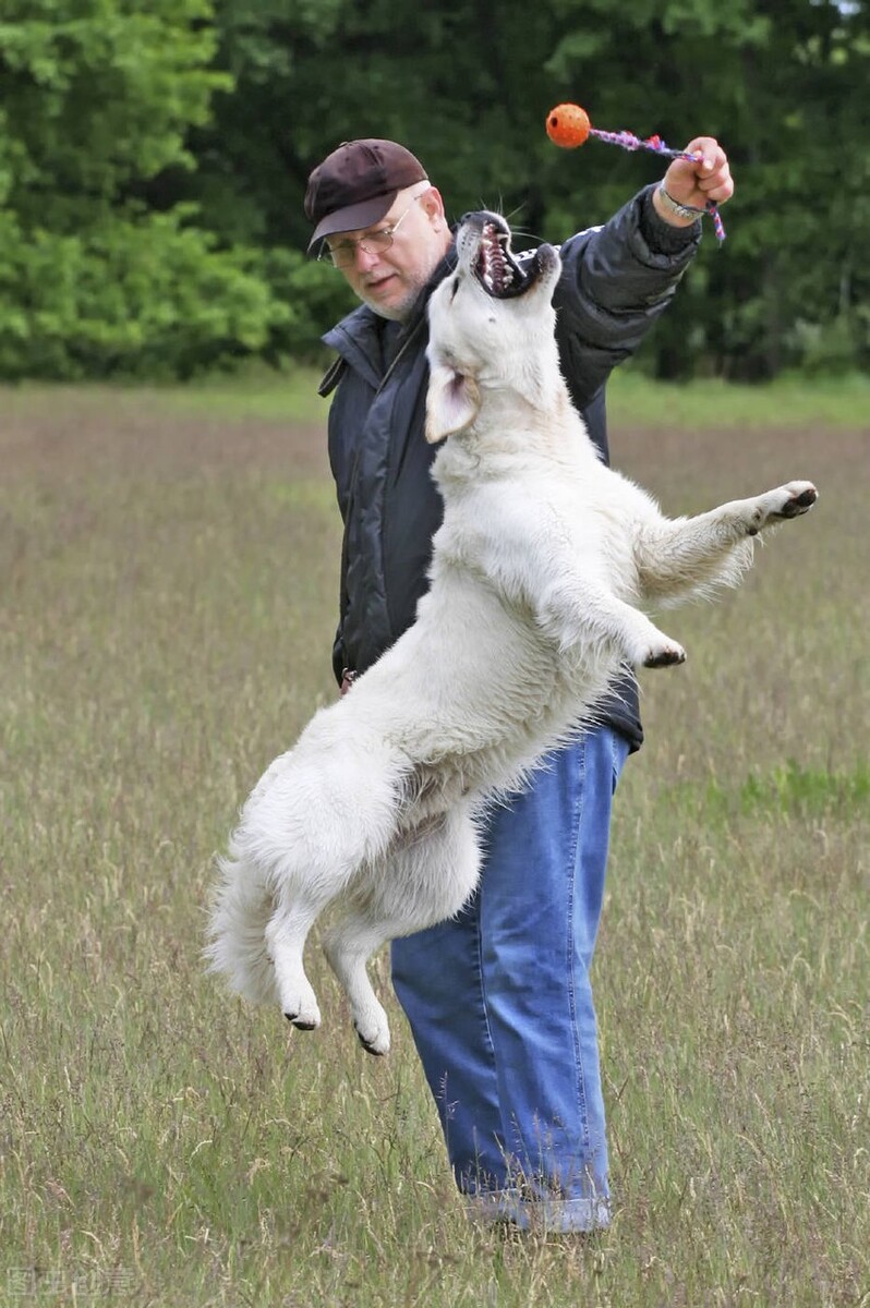动物都会做梦吗,你知道哪些动物会做梦吗