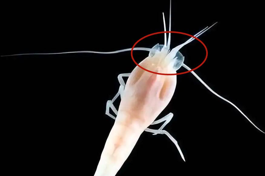 热液盲虾生活在450℃海底热泉旁，数量惊人，能不能用来烫火锅？