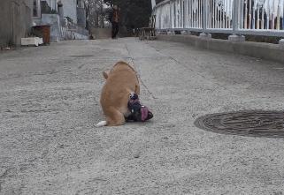 狗狗缺钙腿变形多久能补回来,狗狗缺钙怎么补最快最有效的方法