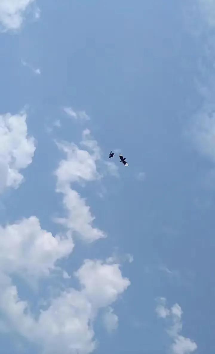 喜鹊本无罪，庸人自扰之