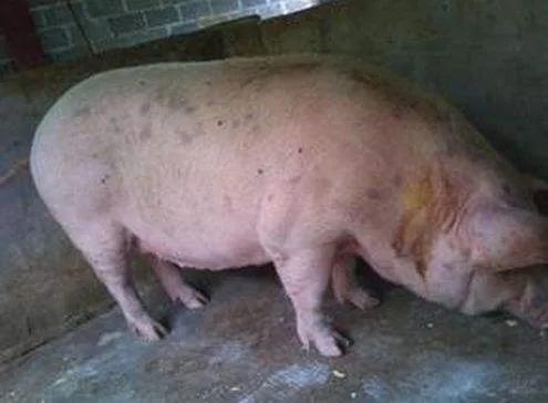 氨基糖的药品养猪使用,养猪必备三种药