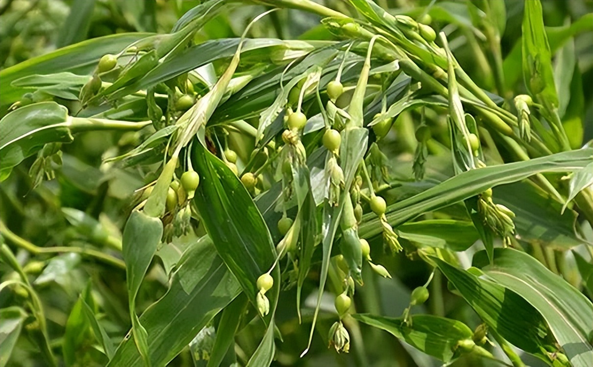 五谷杂粮食物图片大全大图,五谷杂粮图片大全大图真实