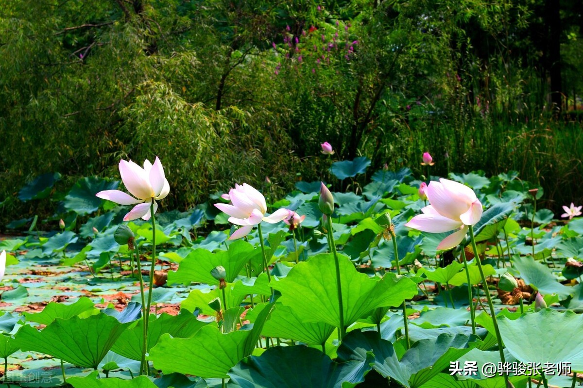 本科河大研究生郑大,郑大硕士研究生招生