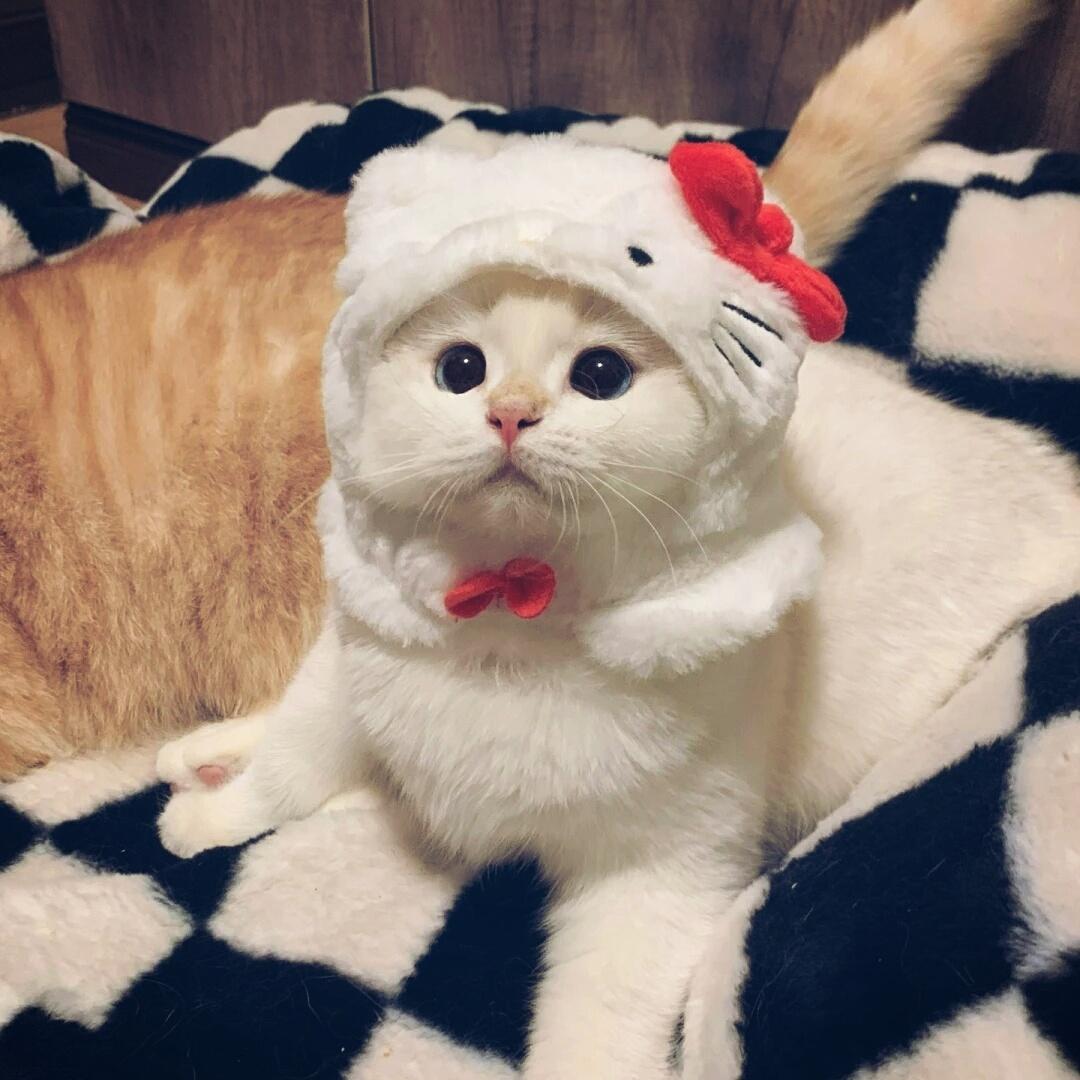 萌萌小猫头像大全可爱,动物头像猫咪可爱