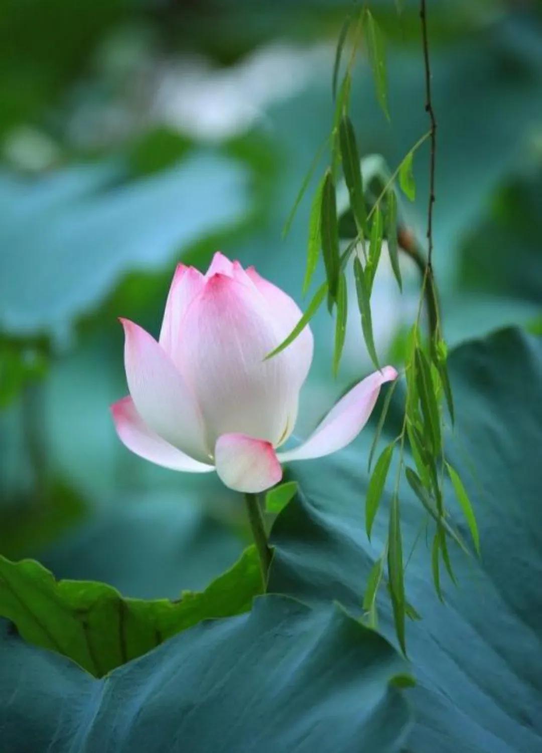 我心悦于你语音,我心悦于你用诗词怎么说