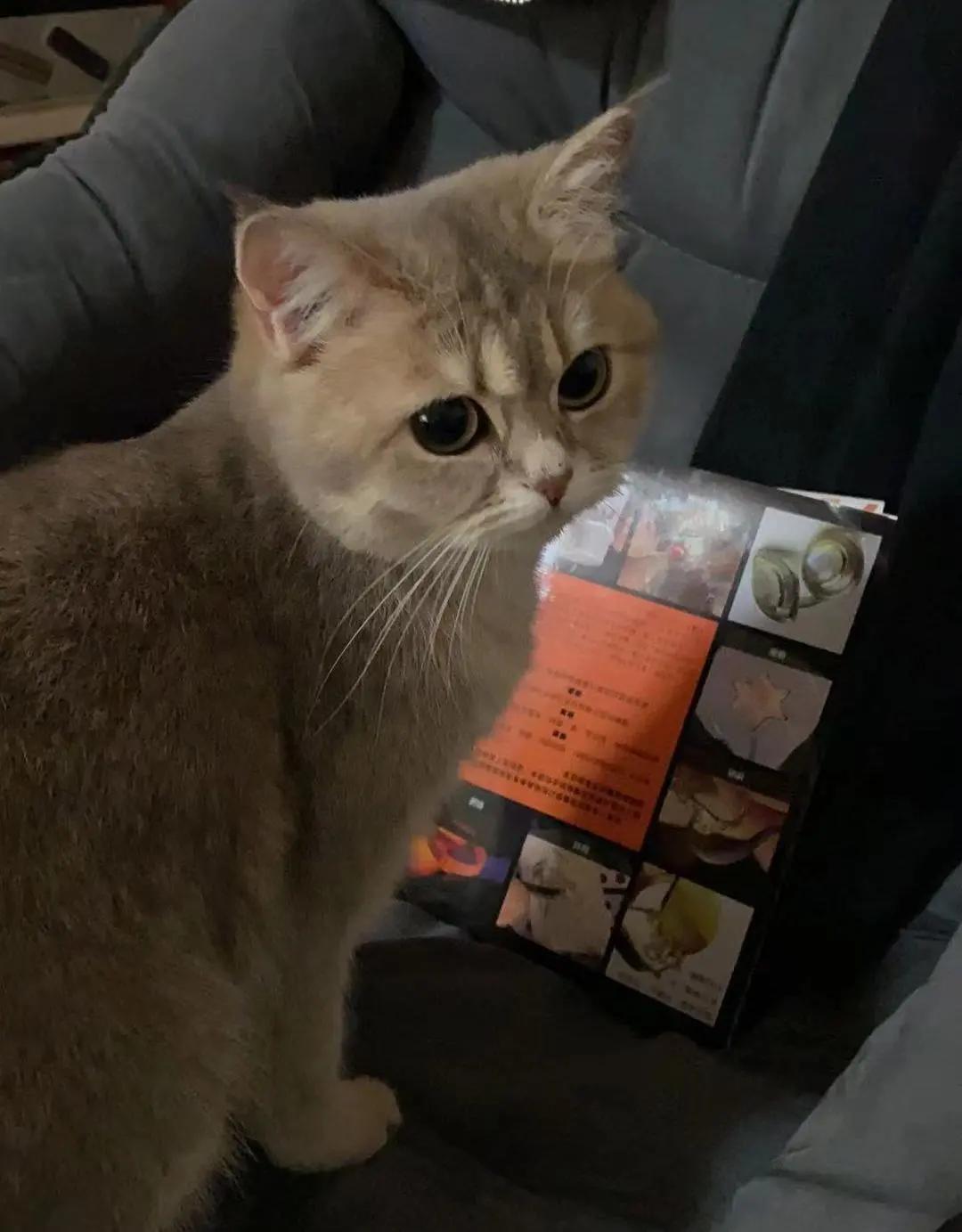 多花数千元为猫赎身，哪些人在买租赁猫？