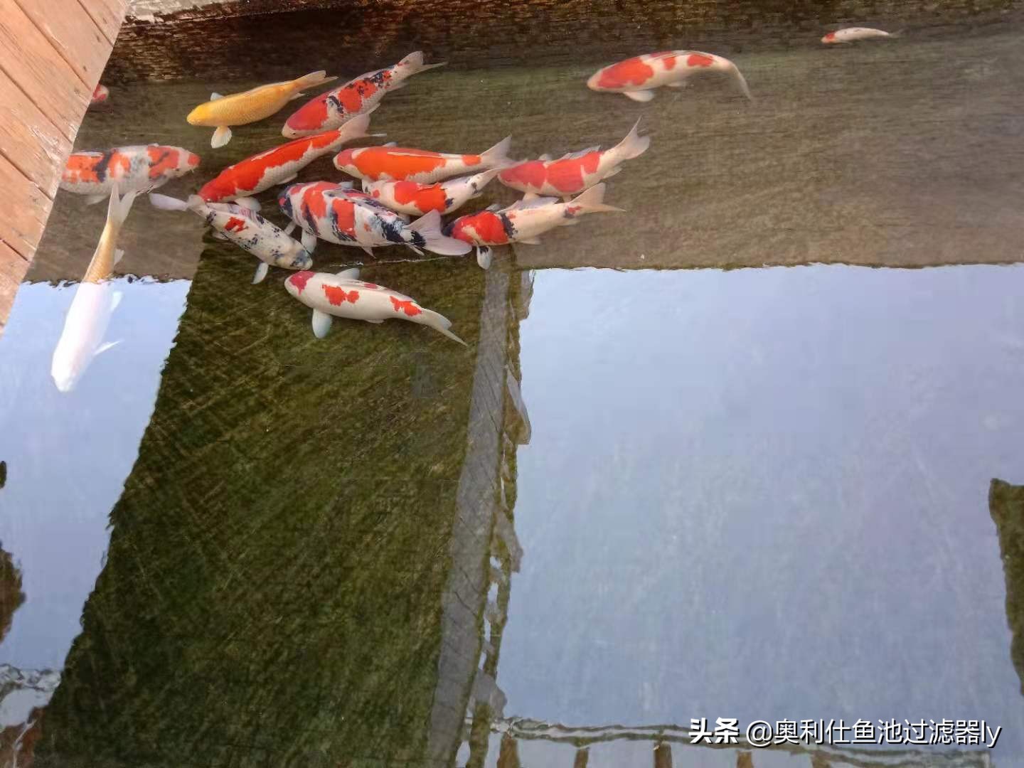 室内锦鲤小鱼池需要杀菌还是换水,锦鲤鱼缸换水后需要用二氧化氯吗