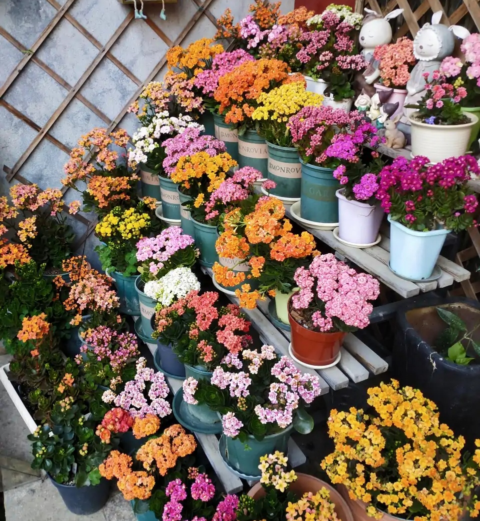 被水浇死的盆栽,容易浇死的植物