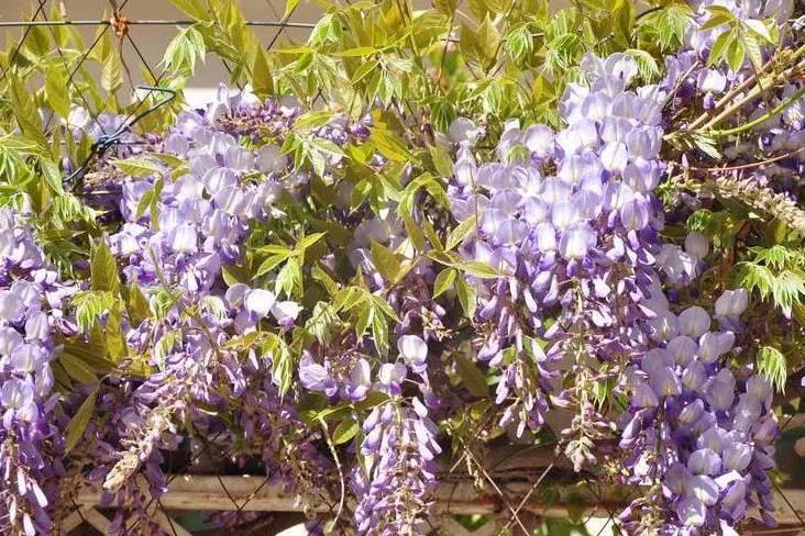 世界十大悲伤全部花语,花语代表悲伤的花有哪些