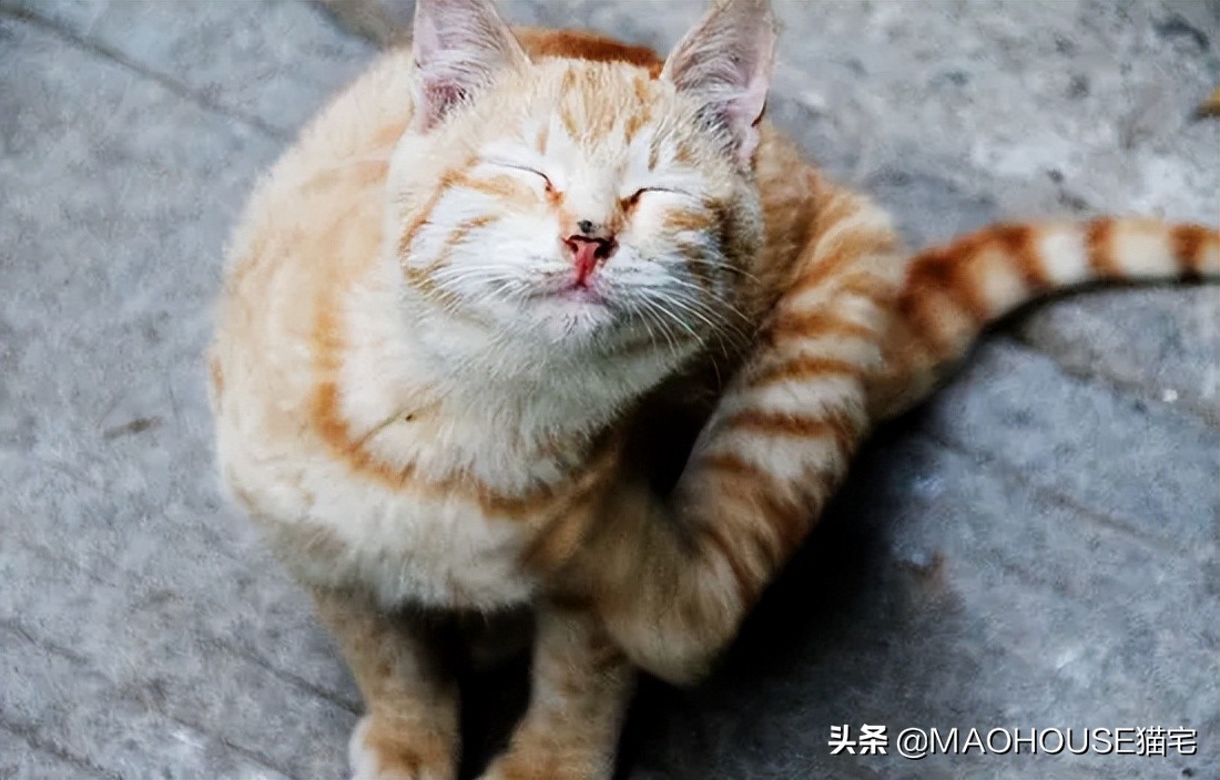 猫的皮屑是硬的,猫毛皮屑过敏等级1级
