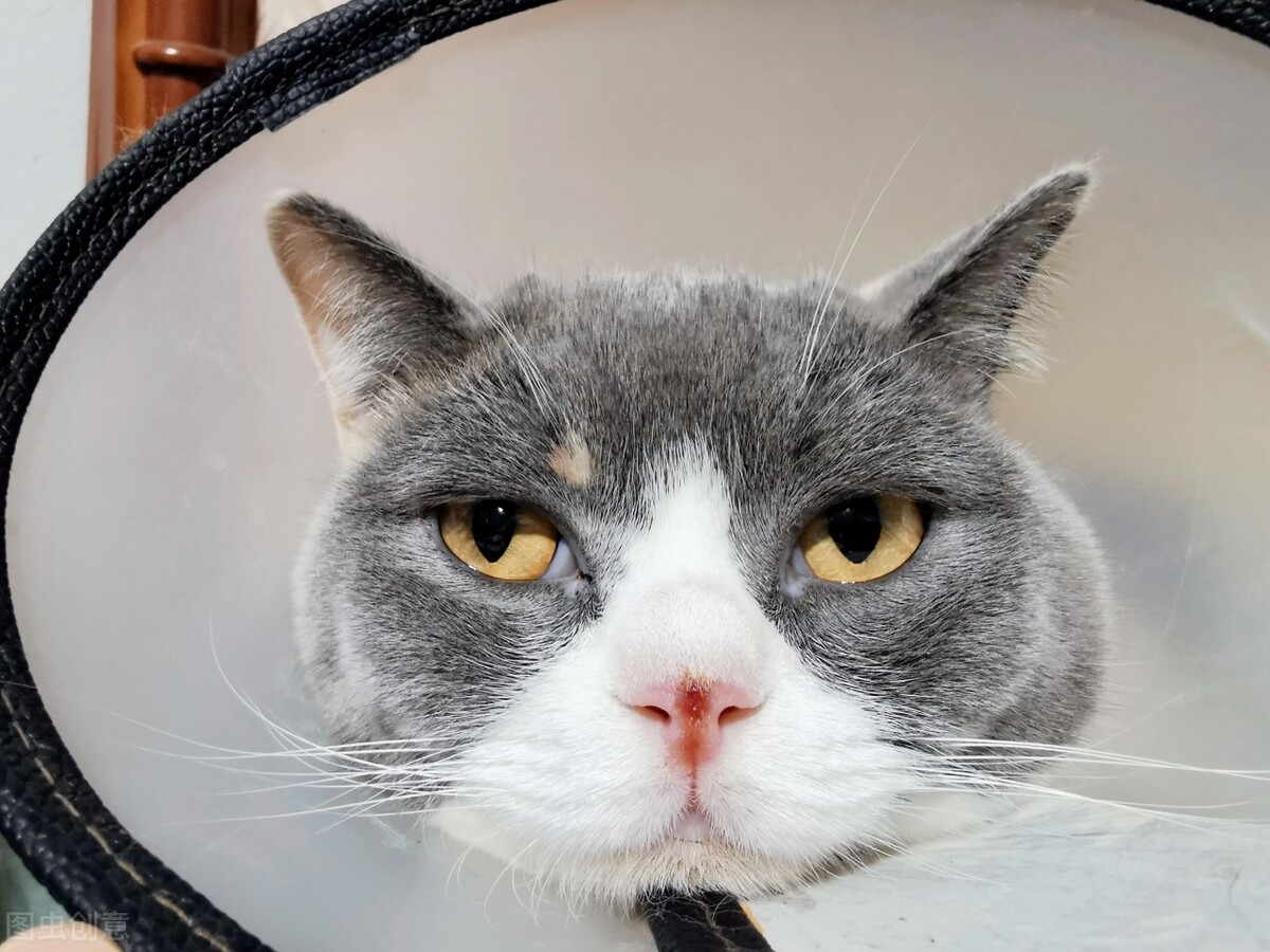 猫咪掉了一撮毛但不是猫癣发红,猫耳朵里面长个发红的疙瘩是猫癣