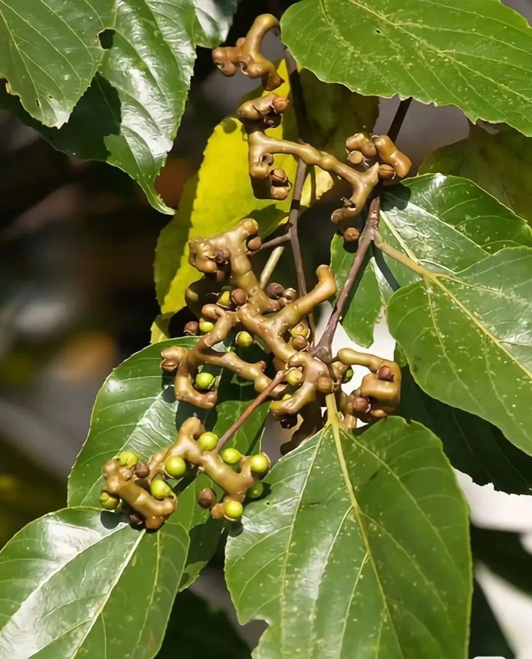 枳椇子的解酒功效,解酒药枳椇子怎么使用