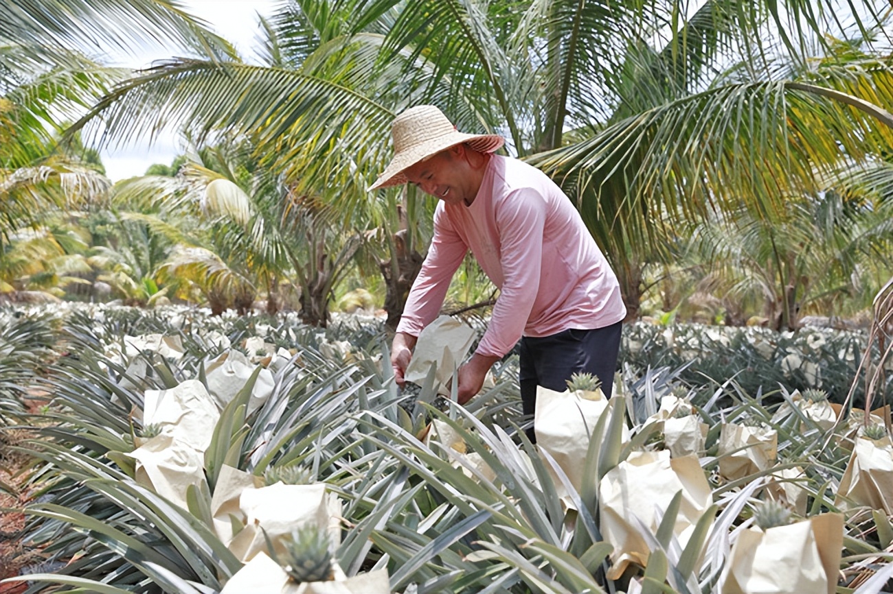 辛巴辛有志持续投入用户体验，套种效益凸显助农增收致富