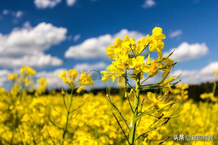 满分作文我的植物朋友三年级,满分作文我的植物朋友300字