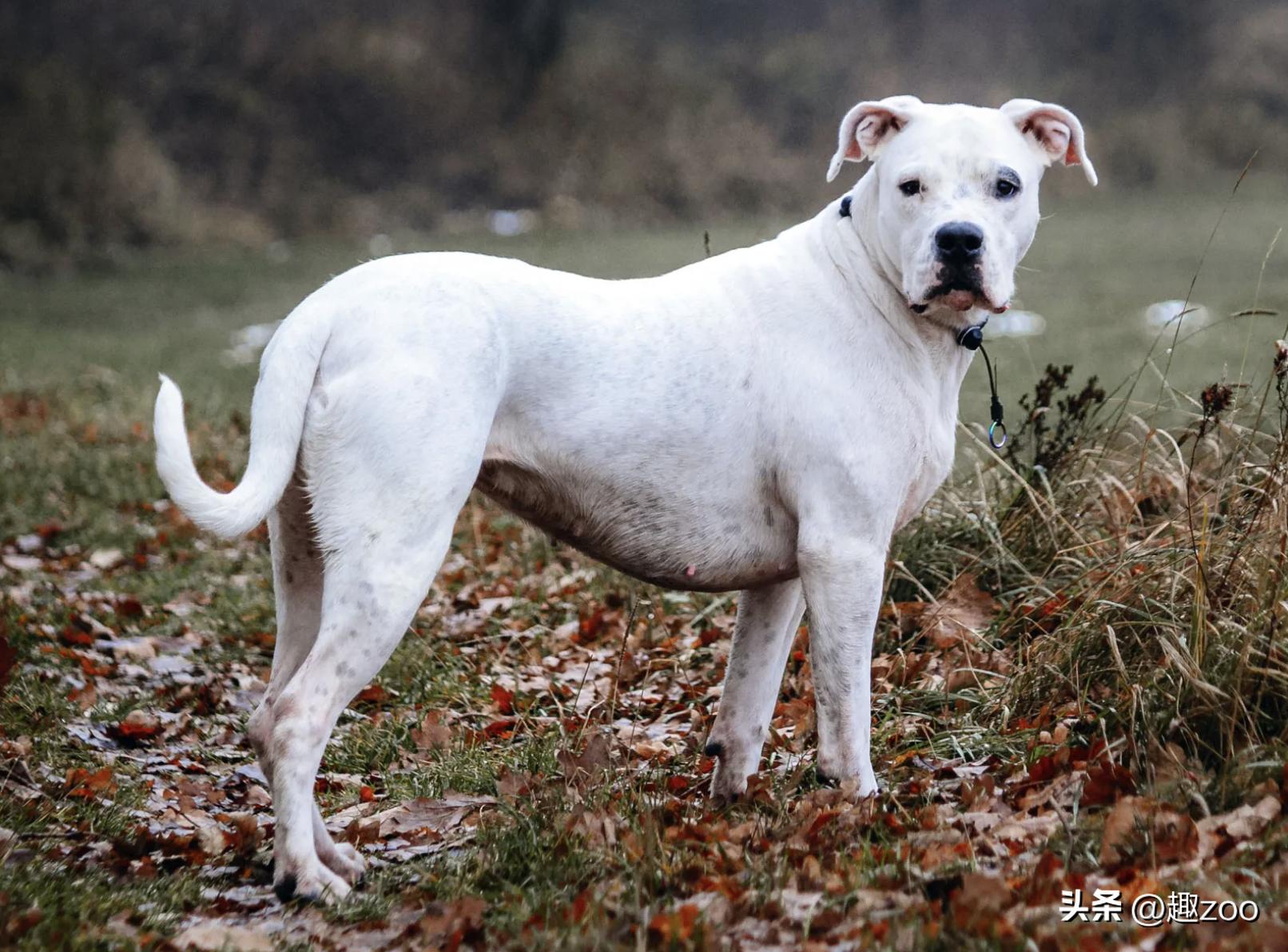 最适合看家护院的十种狗狗是哪些,十大适合家养的护卫犬有哪些