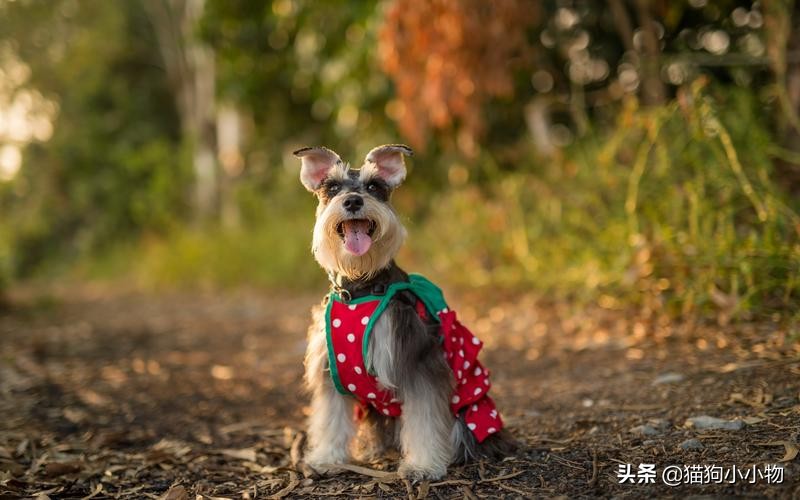 十二星座最适合养猫还是狗,十二星座不适合养的狗狗