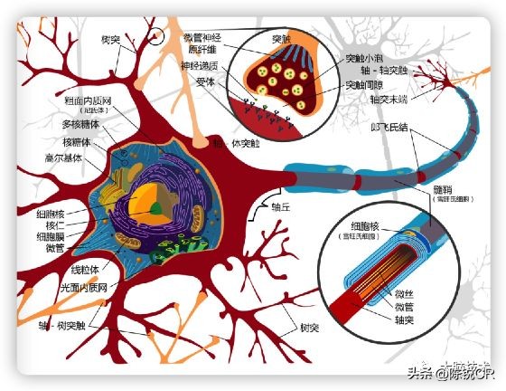 大脑循环系统,大脑视觉网络包括哪些脑区