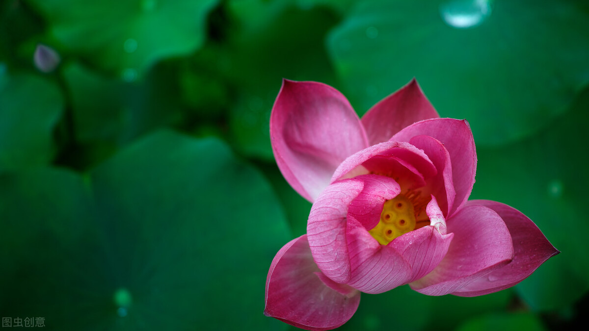 做一个简单糊涂快乐的人就幸福,做个又傻又笨的人活得快乐