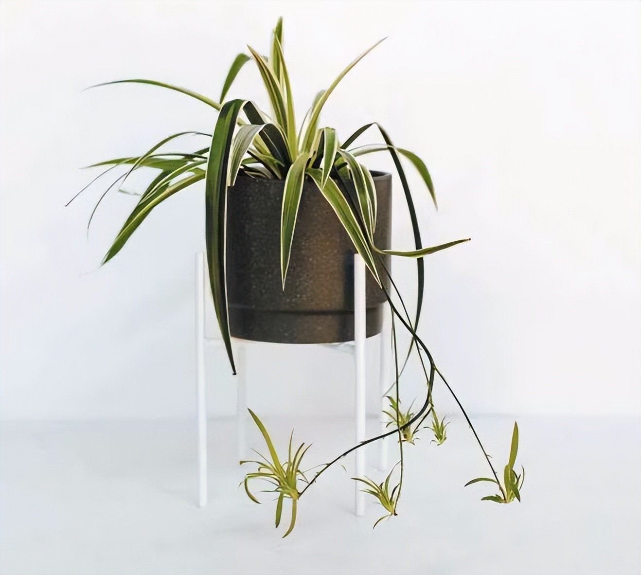 进阶为植物养殖高手必养的植物,20年种植经验告诉你多肉这样养